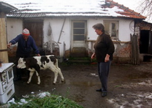 Mile and Milka Gunj at their „job“, in front of the stable with the calf