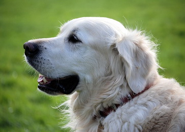 retriever - ilustracija