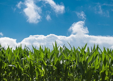 cornfield - ilustracija