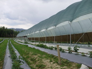 Први плодови очекују се у августу - засади бобичастог воћа у селу Вукосавци, удаљеном 12 километара од центра Аранђеловца