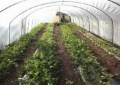 Uzgajanje jagoda obezbedilo stalne prihode porodicama na jugu Srbije