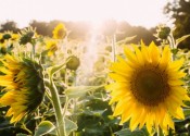 sunflowers_su_fi
